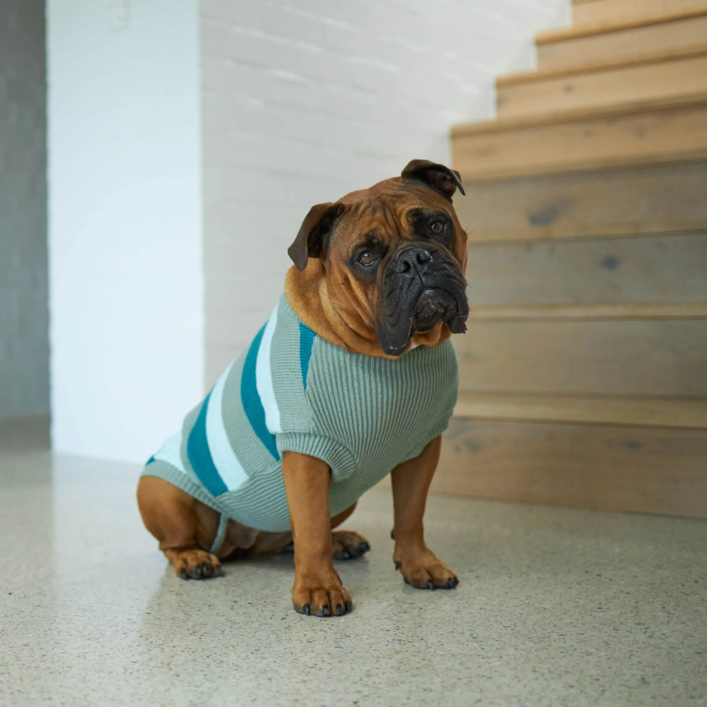 Chestie Dog Jumper - Forest