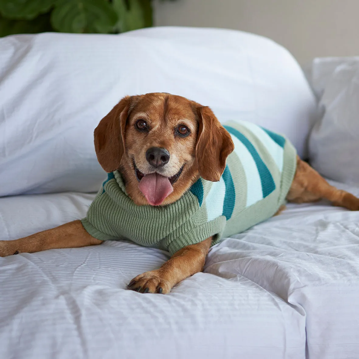 Chestie Dog Jumper - Forest
