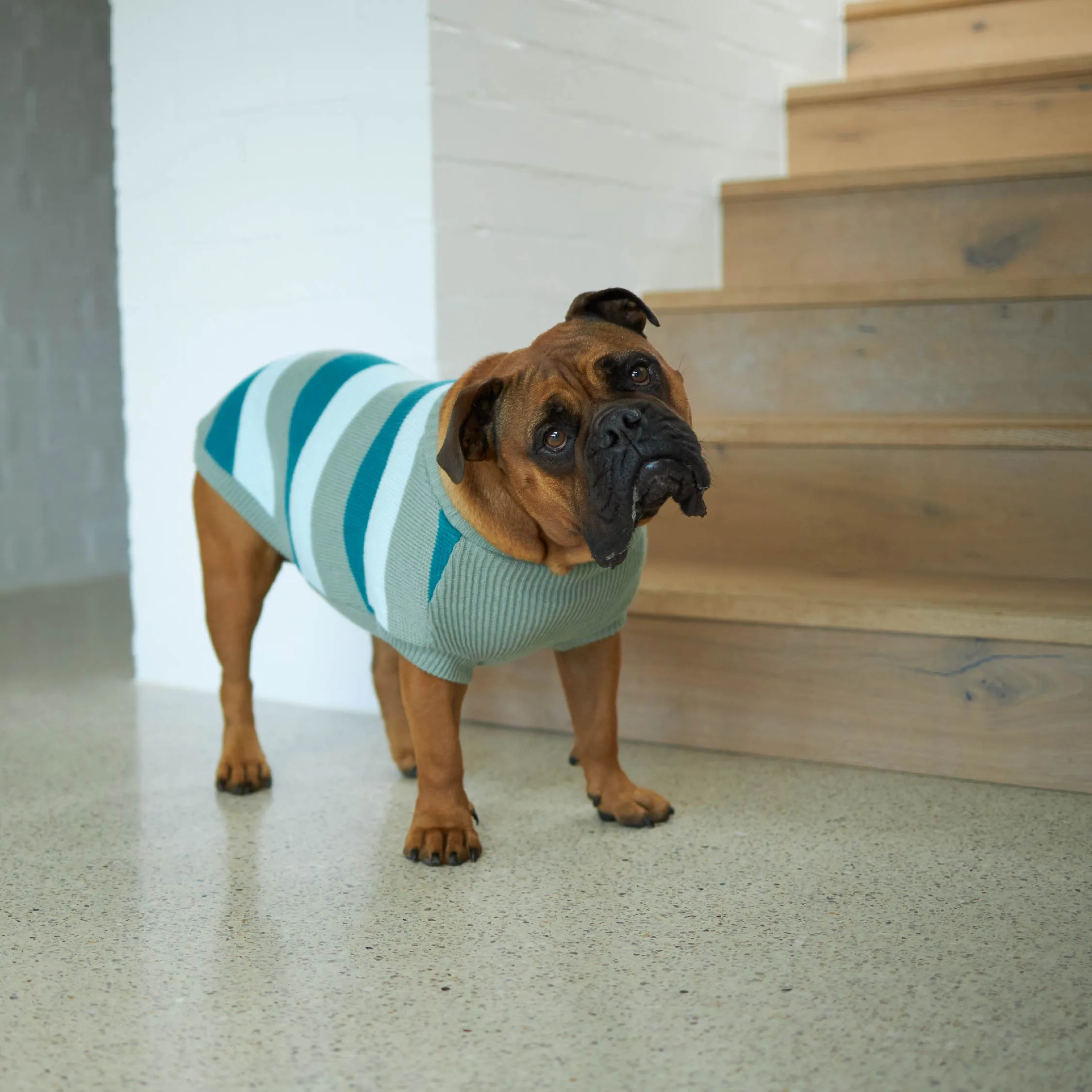 Chestie Dog Jumper - Forest