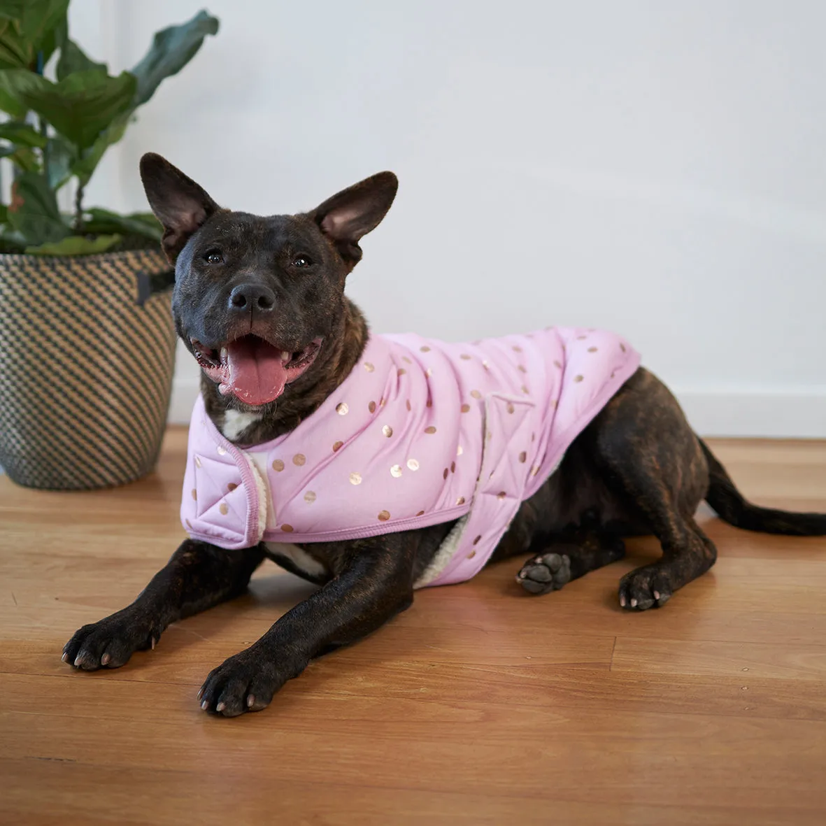 Powder Puff Dog Snuggie